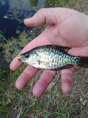 20160508Crappie3.jpg