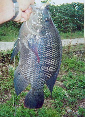 fish 3..jpg