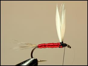 FOTW - Harry's Kingfisher