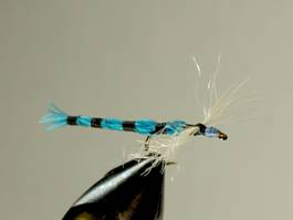 Bluet Damsel - Fly of the week - August 23, 2010