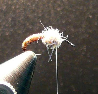 SLOPE CADDIS — Fly Pattern - Fly Patterns - FlyAnglers Online