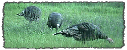 Rock Creek Turkeys