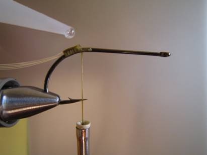 Fly of the week - October 18, 2010