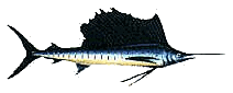 Sailfish