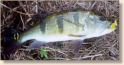 Casting in the Aquarium - Trip Reports & Travel - FlyAnglers Online