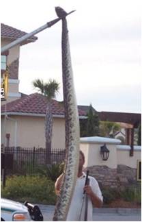 Jax Rattler 2.jpg