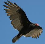 turkey vulture.jpg