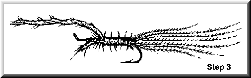 Spawn Tail Fly Pattern MARABOU SPAWN SAC (reprint) — Fly Pattern - Fly Patterns - FlyAnglers ...