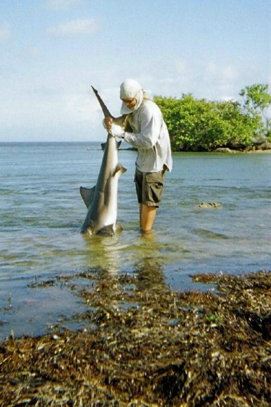 Bullshark #1.jpg