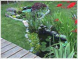 Our Pond