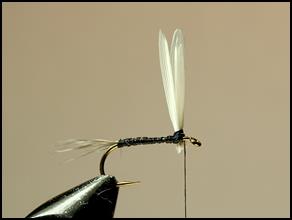 FOTW - Harry's Kingfisher