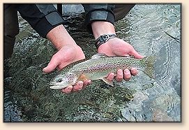 The record fish