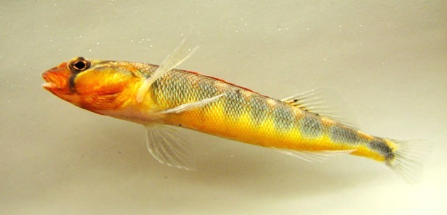 Male%20Gilt%20Darter%20from%20Russel%20Creek%20KY%20April%202008%20by%20BZ.jpg