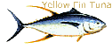 Yellow Fin Tuna