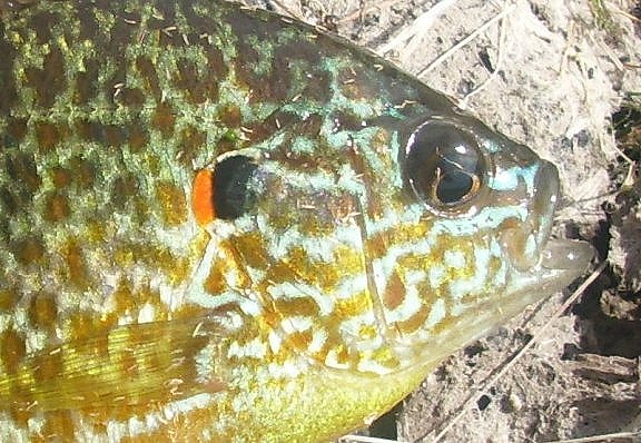 Very Pretty Fish - Panfish & Warm Water - FlyAnglers Online