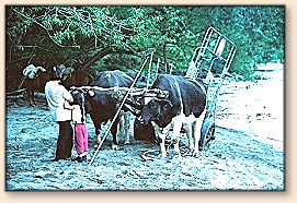 Ox cart pick up