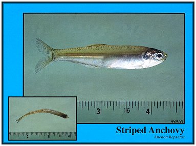 Striped Anchovy