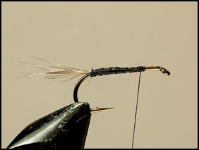 FOTW - Harry's Kingfisher