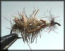 Cased Caddis