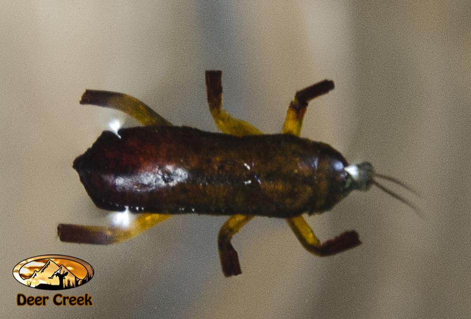 Foam-breasted Klink variation SBS - Fly Patterns - FlyAnglers Online