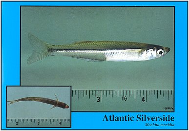 Atlantic Silverside