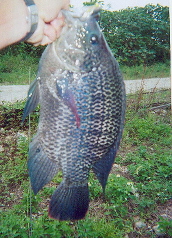 fish 3..jpg