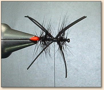Step 5